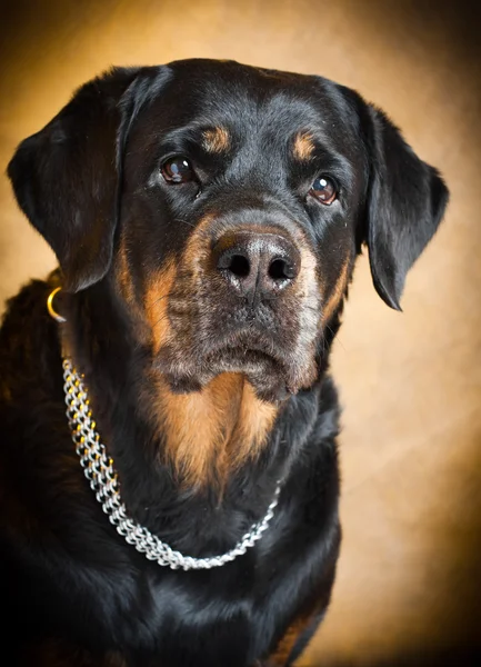 Πορτρέτο ενός καθαρόαιμα Rottweiler στο στούντιο. — Φωτογραφία Αρχείου