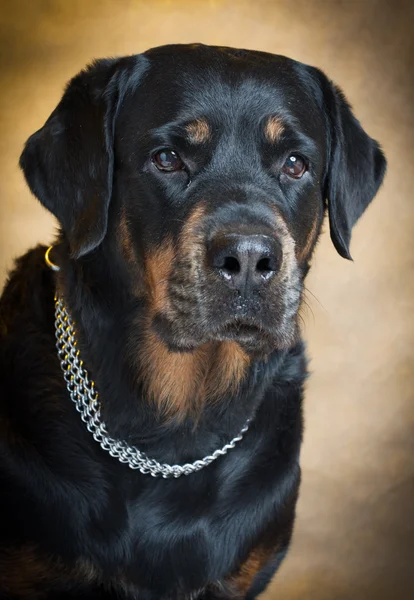 Portrait of a purebred rottweiler in studio. — Stock Photo, Image