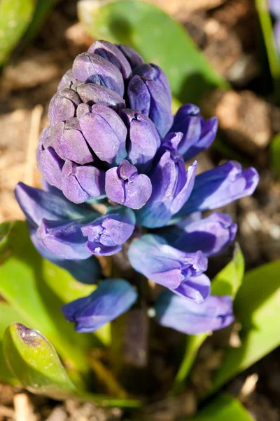 stock image A young hyacinth