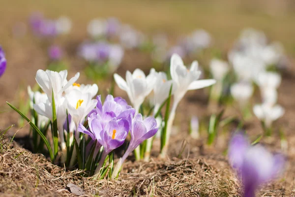 stock image Field of wet purple crocus flowers