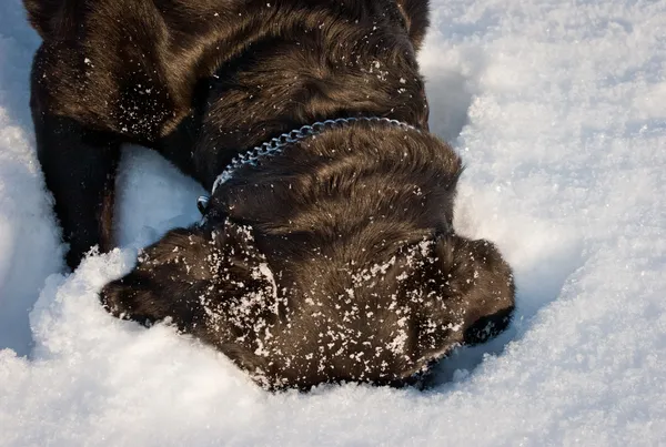 El perro de la raza Rottweiler sobre la nieve — Foto de Stock