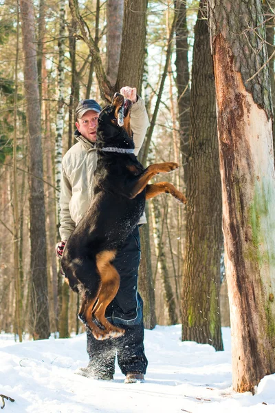 Photo of man holding stick over jumping dog — Stock Photo, Image