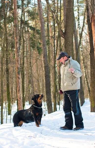 Rassehund Rottweiler im Winter mit Herrchen spazieren — Stockfoto