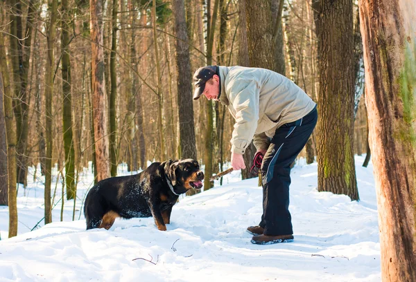El perro de la raza Rottweiler al paseo con el amo en invierno — Foto de Stock