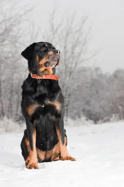 Female of a dog of breed a Rottweiler against snow. 8 years — Stock Photo, Image