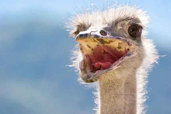 stock image Curious ostrich portrait