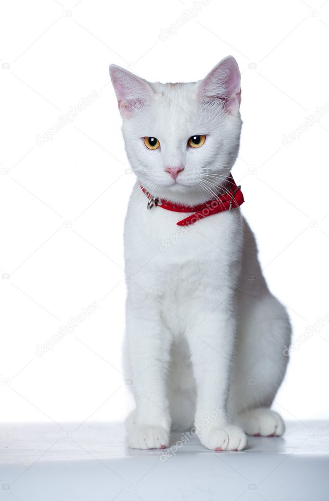 white cat collar