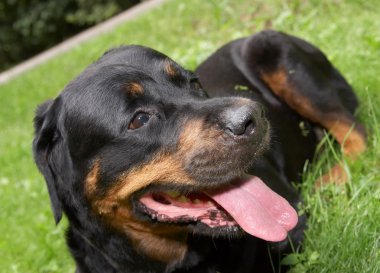 Rottweiler