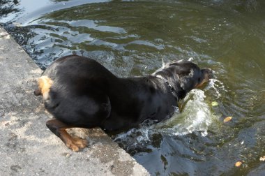 köpek doğurmak rottweiler