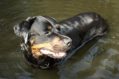 köpek doğurmak rottweiler