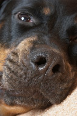 dişi bir köpek doğurmak kar karşı bir rottweiler. 6 yıl