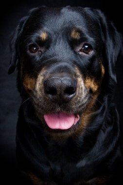 köpek doğurmak rottweiler.