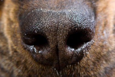 Close up of a nose dog clipart