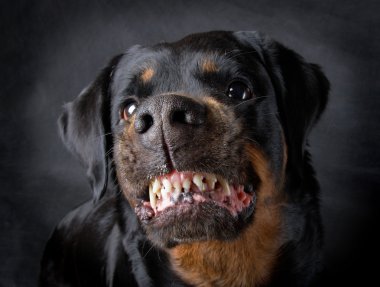 köpek doğurmak rottweiler.