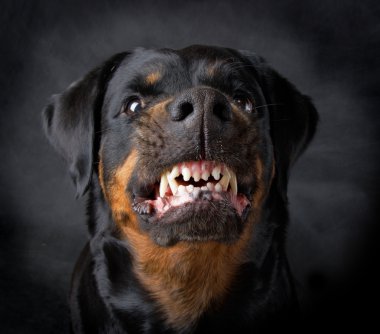 Dog of breed rottweiler. clipart
