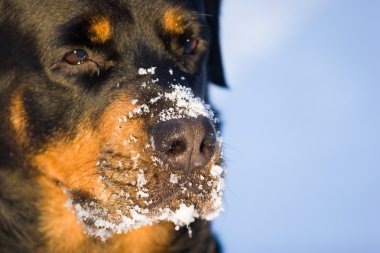 kar üstünde doğurmak rottweiler köpek