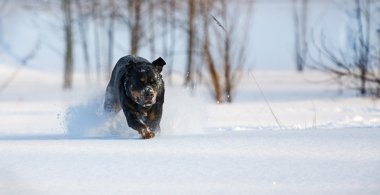 cins rottweiler köpek kar üzerinde çalışır