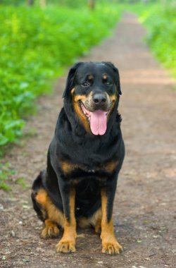 köpek doğurmak rottweiler