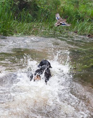 suda oynarken rottweiler