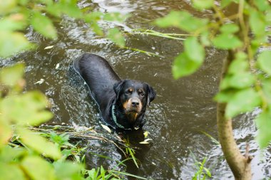 suda oynarken rottweiler