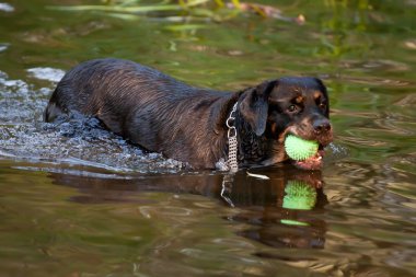 suda oynarken rottweiler