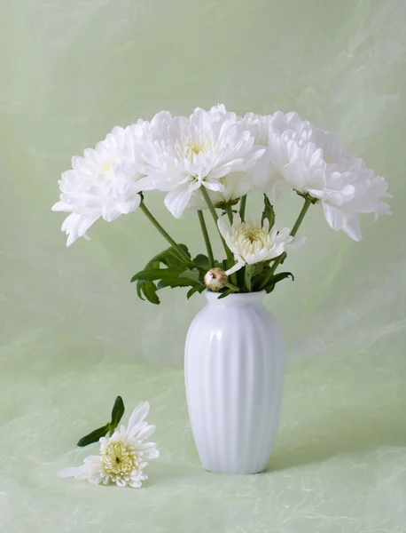 stock image White Chrysanthemum.