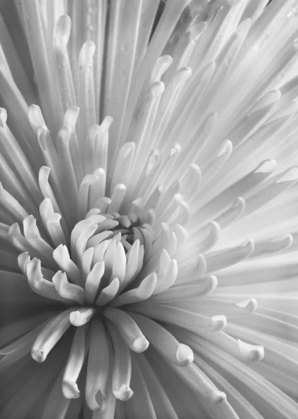 Crisantemo. —  Fotos de Stock