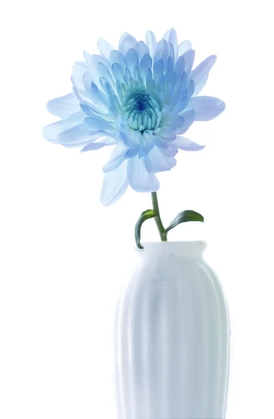 White Chrysanthemum. — Stock Photo, Image