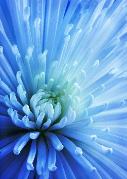 Голубая хризантема . — стоковое фото