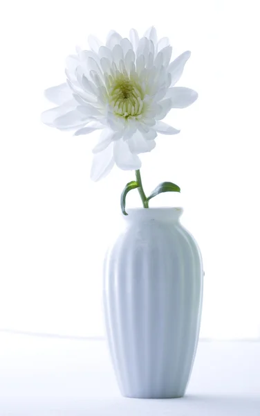 Chrysanthème blanc . — Photo