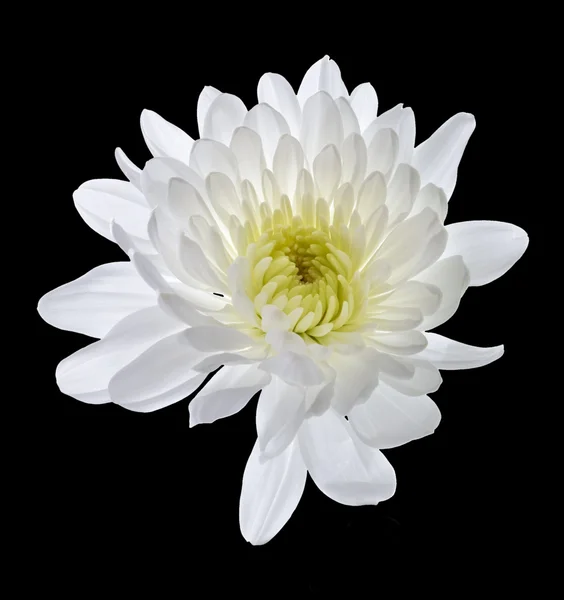White Chrysanthemum. — Stock Photo, Image