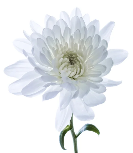 White Chrysanthemum. isolated — Stock Photo, Image