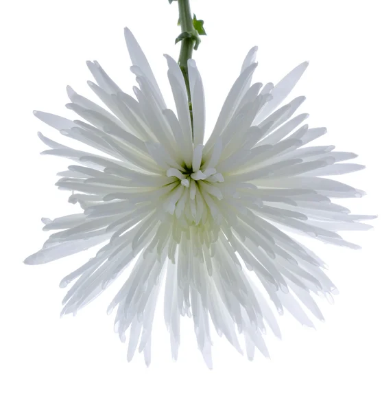 Bílé chrysanthemum. — Stock fotografie