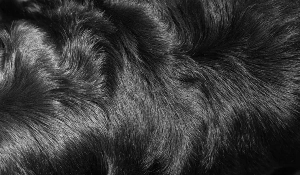 Struktur des Pelzes eines Hundes der Rasse rottweiler. — Stockfoto