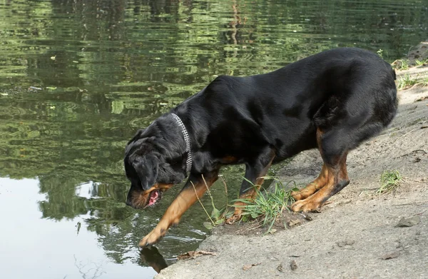Câine de rasă rottweiler — Fotografie, imagine de stoc