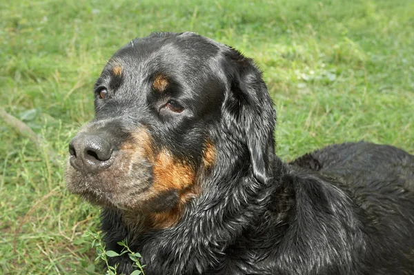 Dog of breed rottweiler — Stock Photo, Image