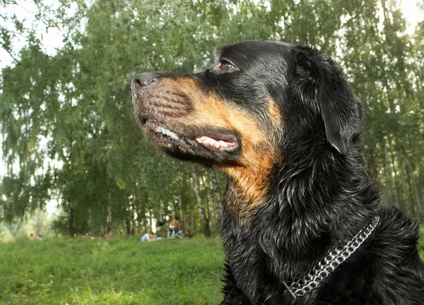 Pies rasy rottweiler — Zdjęcie stockowe