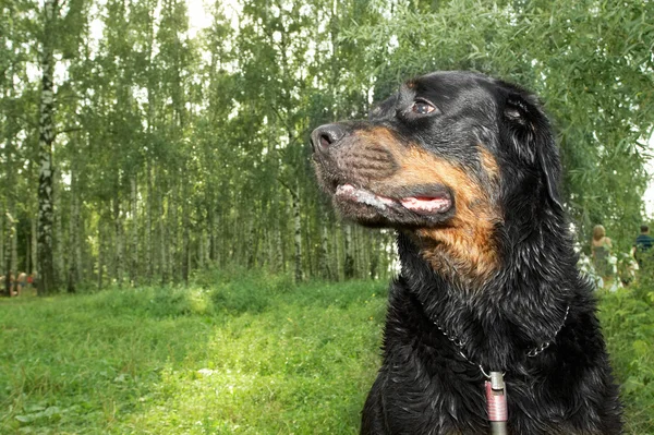 ロットワイラー犬種の犬 — ストック写真