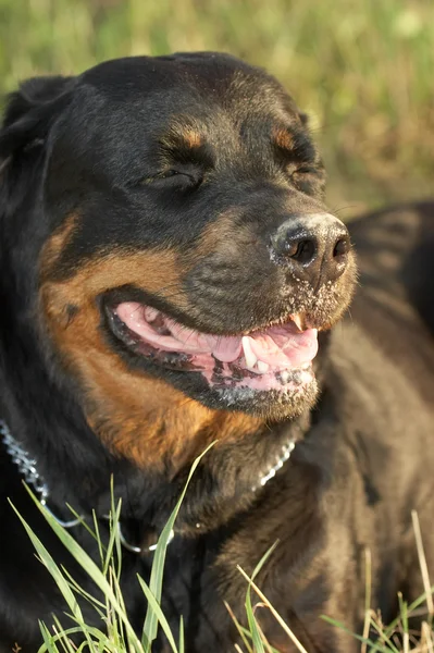 Собака ротвейлера — стоковое фото