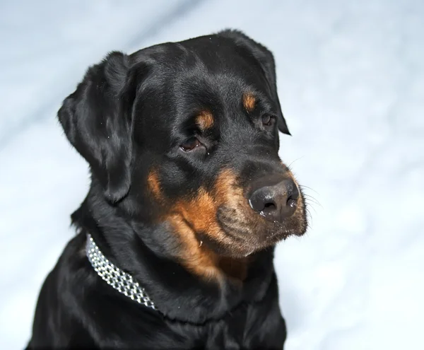 Женщина собаки породы ротвейлер против снега. 6 лет — стоковое фото