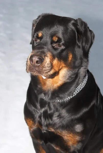 Dişi bir köpek doğurmak kar karşı bir rottweiler. 6 yıl — Stok fotoğraf