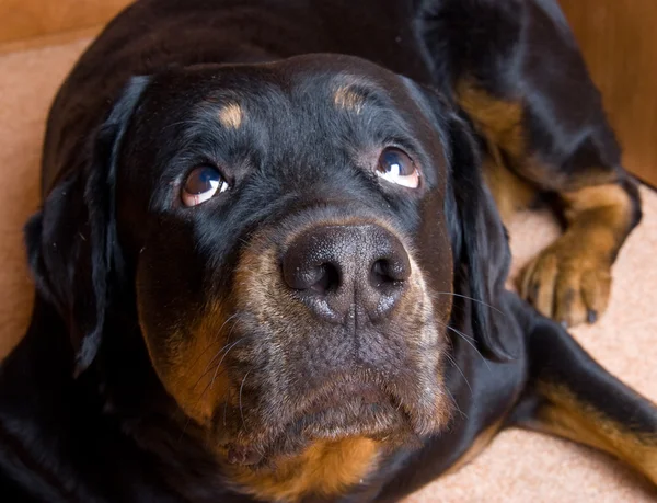 Dog of breed a Rottweiler. — Stock Photo, Image