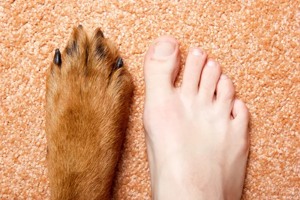 Pé humano e pata de um Rottweiler em um tapete rosa — Fotografia de Stock