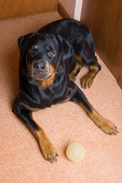 El perro de la raza Rottweiler —  Fotos de Stock