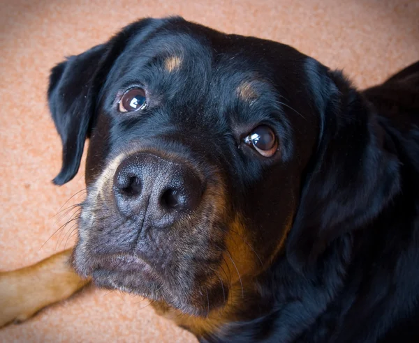 Dog of breed a Rottweiler — Stock Photo, Image