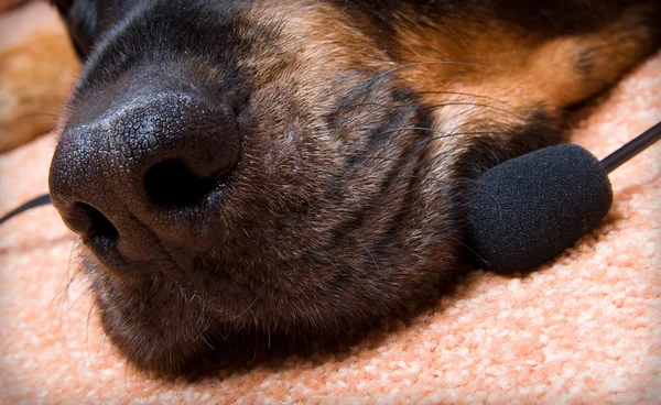Породистая собака ротвейлера — стоковое фото