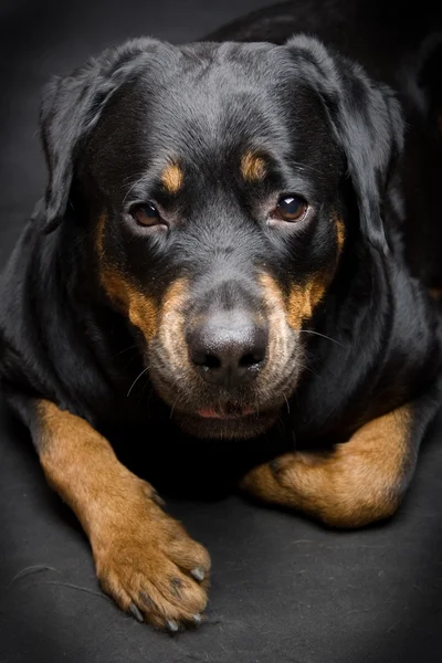 Cão de raça um Rottweiler — Fotografia de Stock