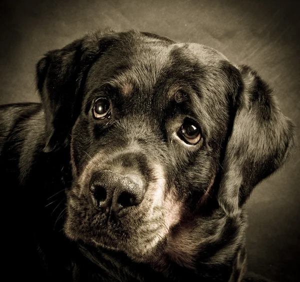 stock image Dog of breed rottweiler.