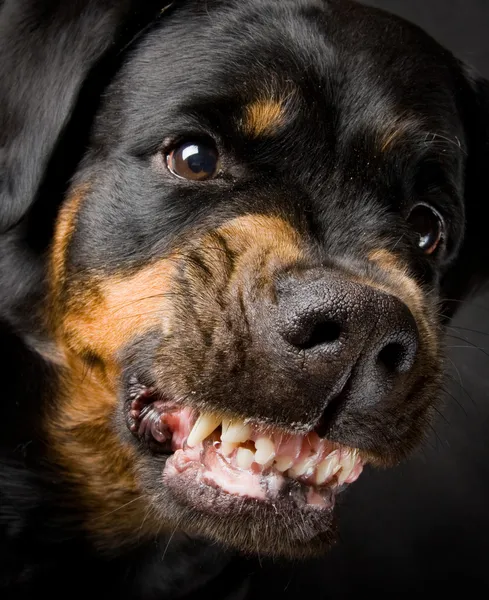 Σκυλί ράτσας ροτβάιλερ σε επιθετική κατάσταση. αφαιρείται στο stud — Φωτογραφία Αρχείου
