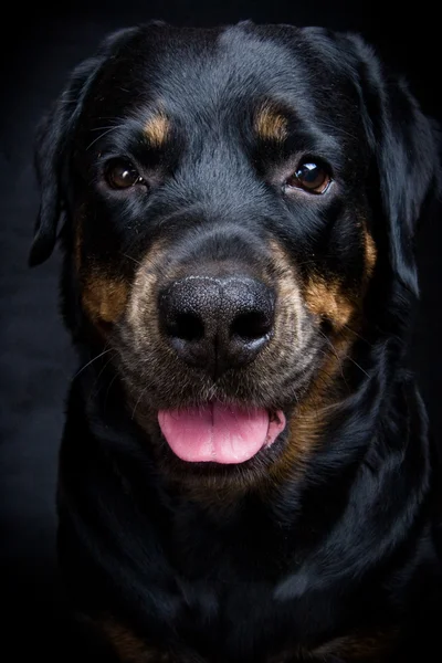Cão de raça rottweiler . — Fotografia de Stock